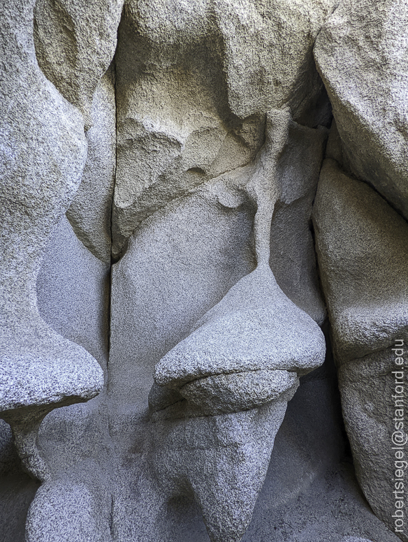 Desert Biogeography of Joshua Tree National Park